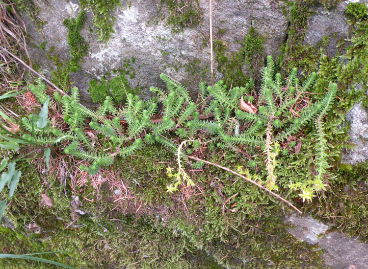 Sedum acre